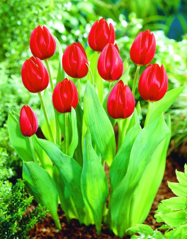 Tulpen Cassini